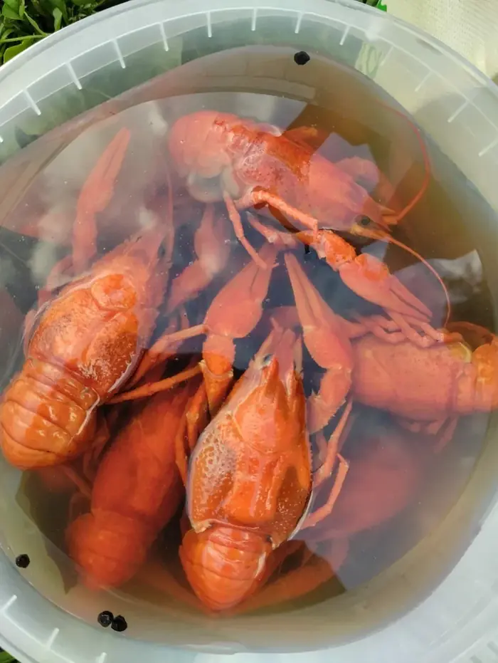Варёные раки крупным планом в рассоле